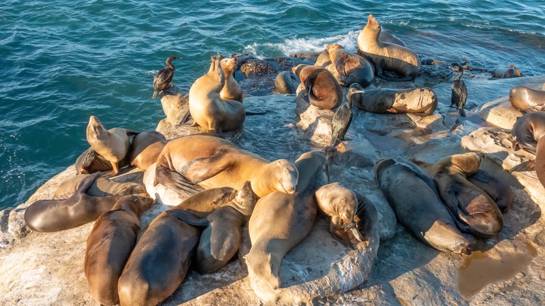 sea lions on a rock at La Jolla Cove in California