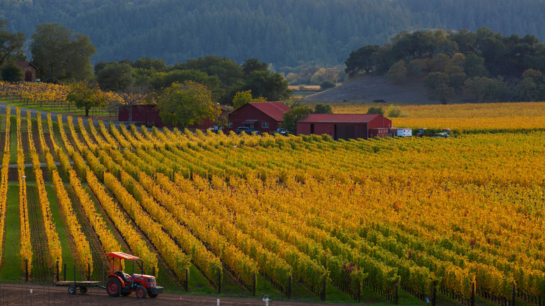 Fall colors in Napa Valley