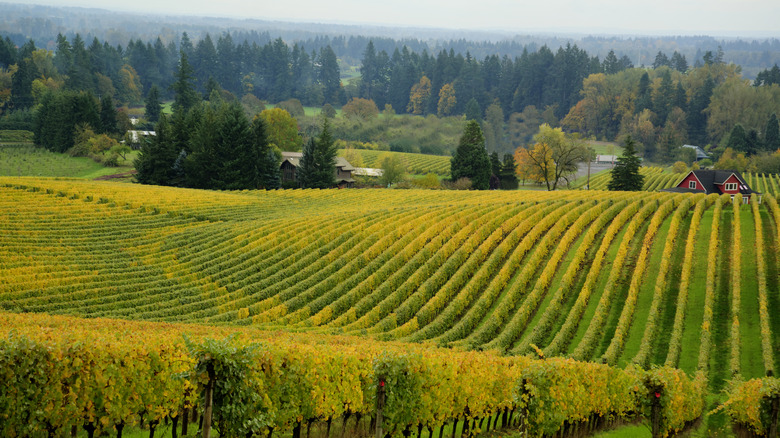 A vineyard in Willamette Valley