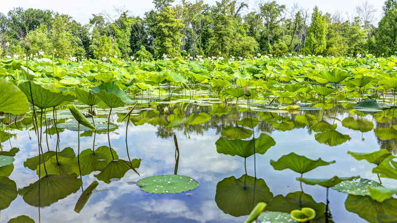 pond in Kenilworth Park