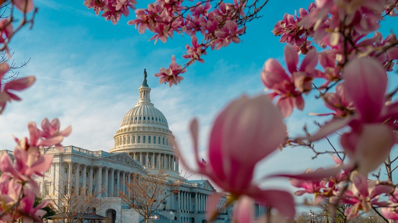 Washington D.C. with cherry blossoms