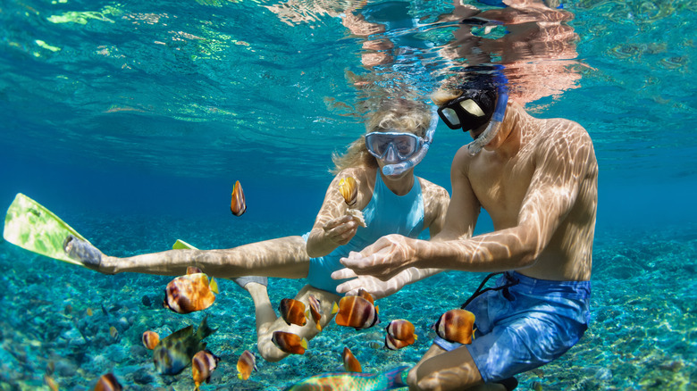 Couple snorkel with fish