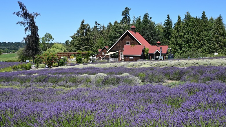 lavender farm in Sequim 