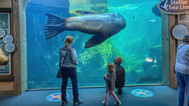 People looking at a sea lion