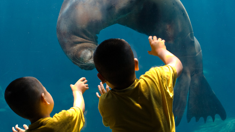 Children looking at a sea lion