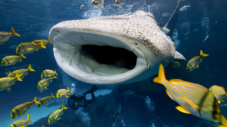 A whale shark at Georgia Aquarium