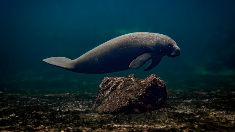 A Florida manatee underwater