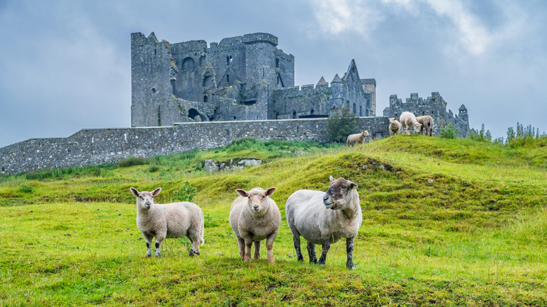 Rock of Cashel with sheep in foreground