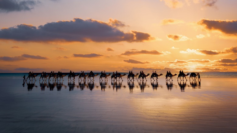 Camels at sunset, Cable Beach