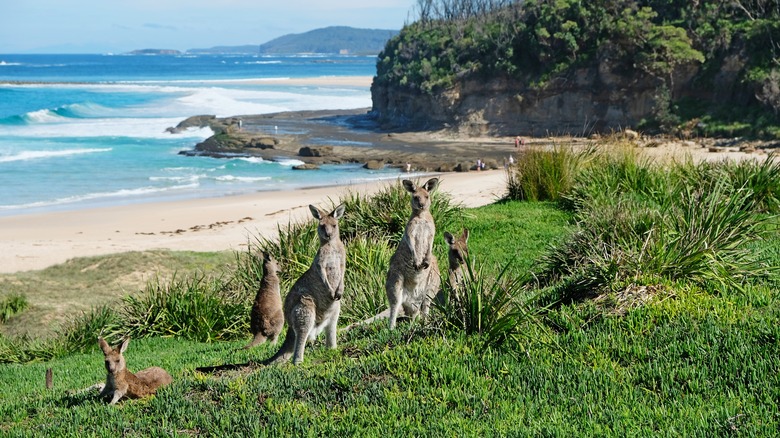 Australian beach with kangaroos