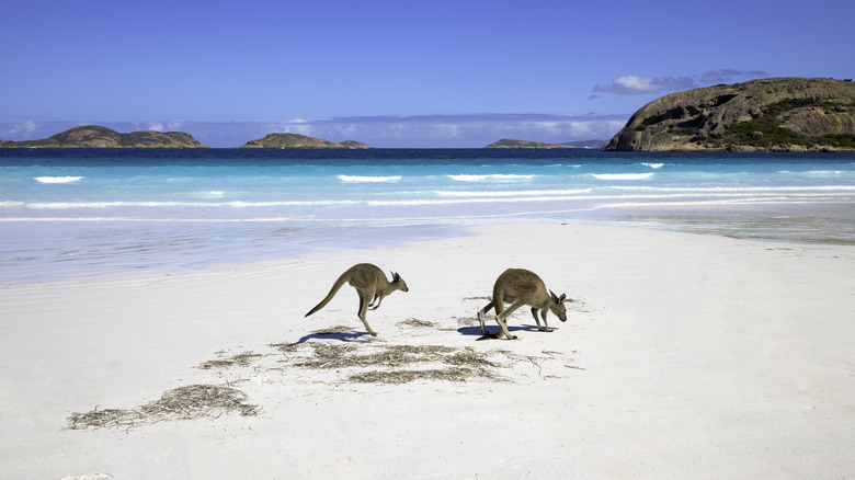 Lucky Bay in Western Australia