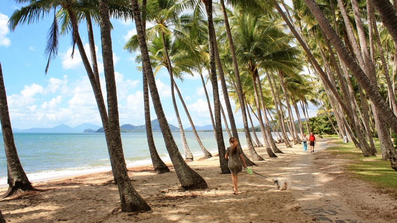 Trees at Palm Cove Beach