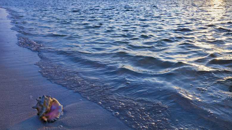 seashell on Owen beach