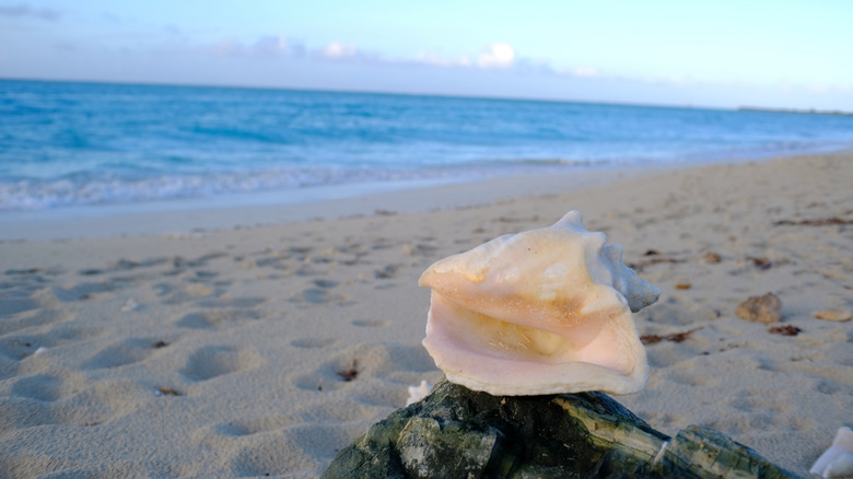 conch on Leeward Beach