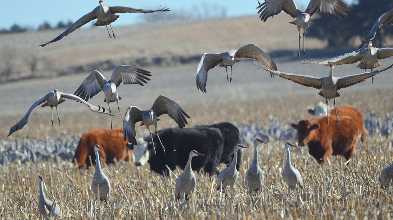 sandhill cranes overhead cattle