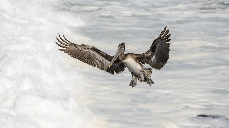 Pelican flying