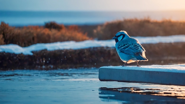 blue jay on river ledge