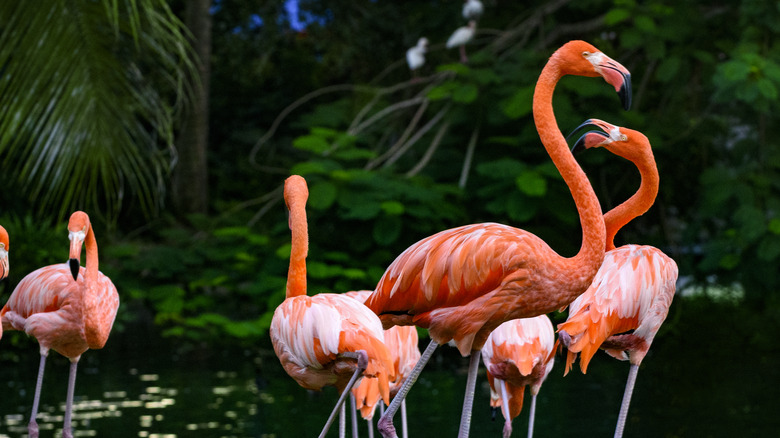 flamboyance of flamingoes