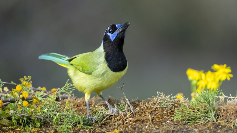 Green jay among flowers