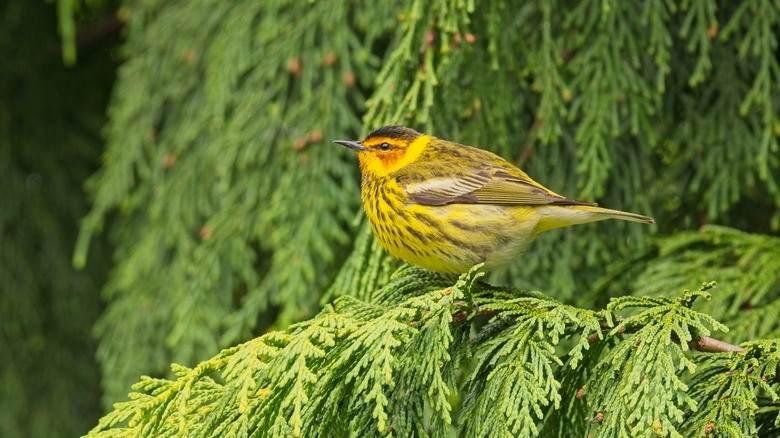 Cape May warbler