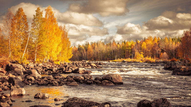 A forest in Rovaniemi