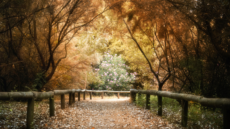 A pathway in Seville in Autumn