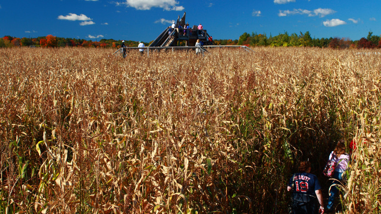 People walking through the Davis Mega Maze