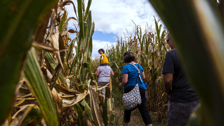 Family in a corn maze