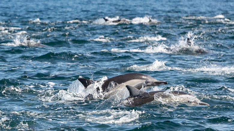 Pod of dolphins in the Pacific Ocean