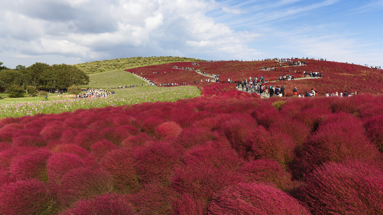 Hitachi Seaside Park, Japan