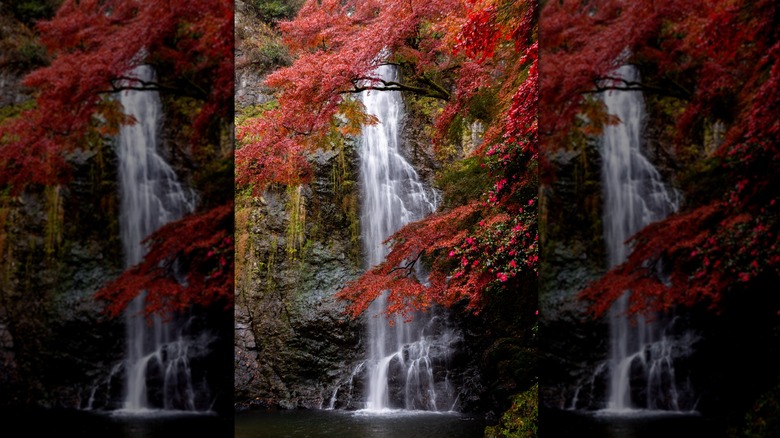 waterfall through leaves