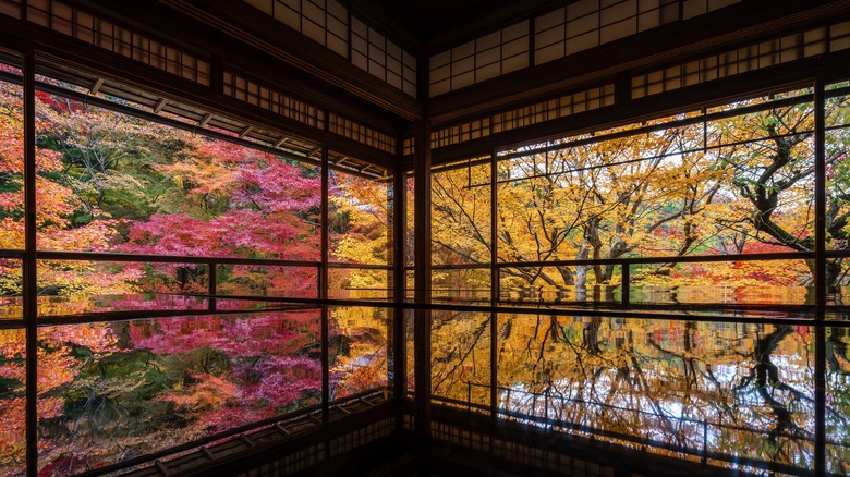 Windows show fall foliage