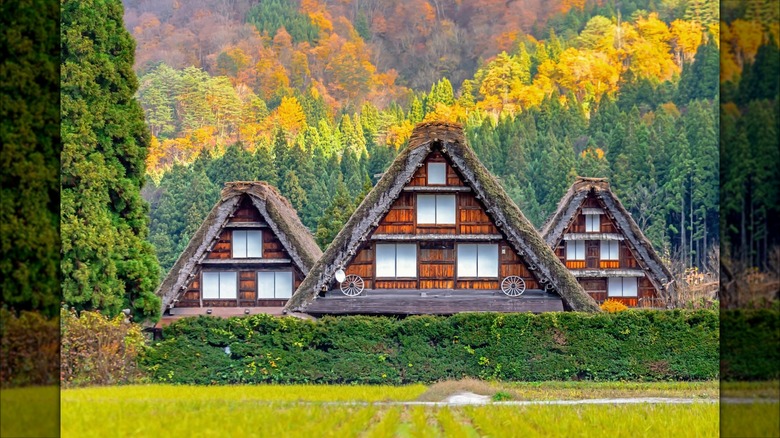 Three thatched roof cottages