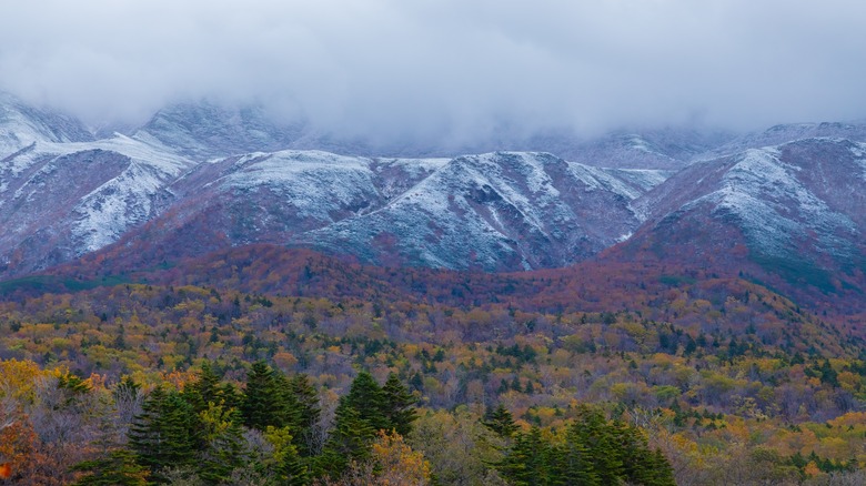 Smoky mountains and trees