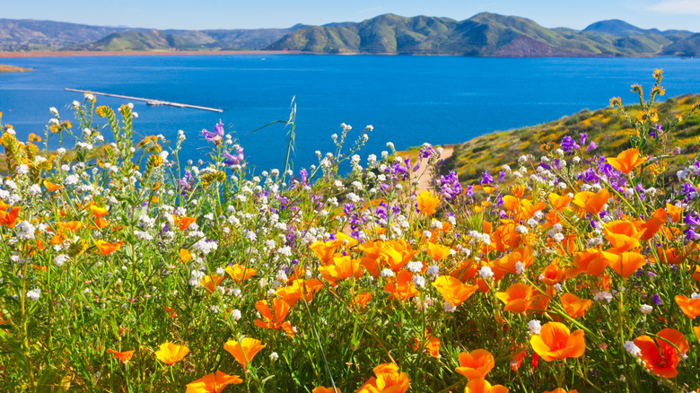 Diamond Valley Lake, Hemet, CA