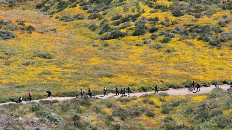 Hiking Diamond Valley Lake during a superbloom