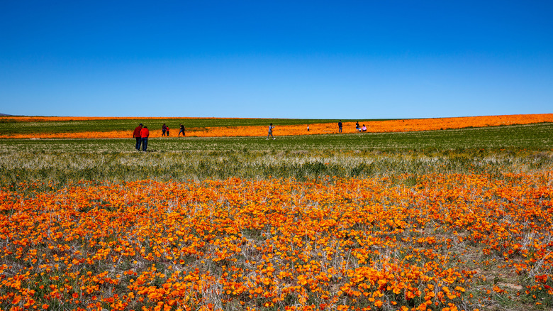 Lancaster, California