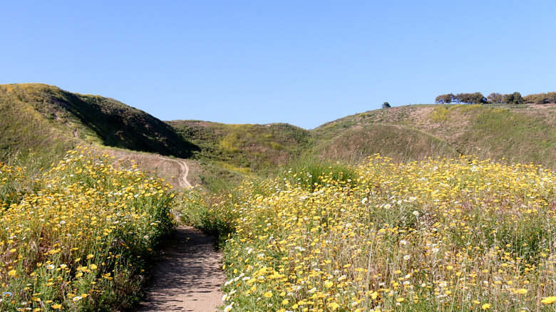 Arroyo Verde Park, Ventura