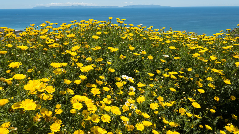 Superbloom on the Palos Verdes Peninsula