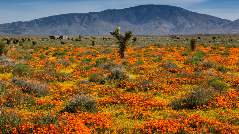 Antelope Valley California Poppy Reserve, Lancaster, CA