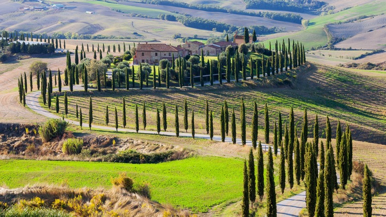 Greenery in Tuscany