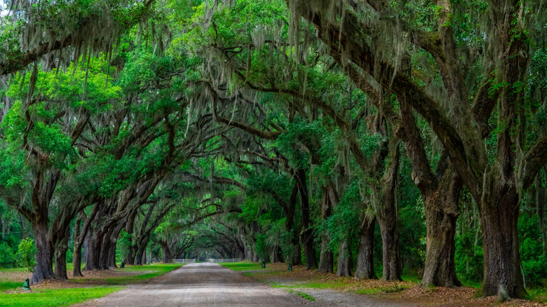 trees in Savannah