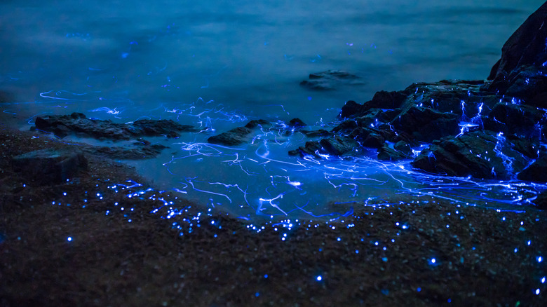 Bioluminescent wave in sea