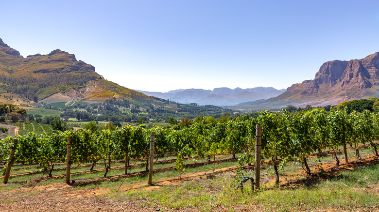 Stellenbosch vineyard on clear day