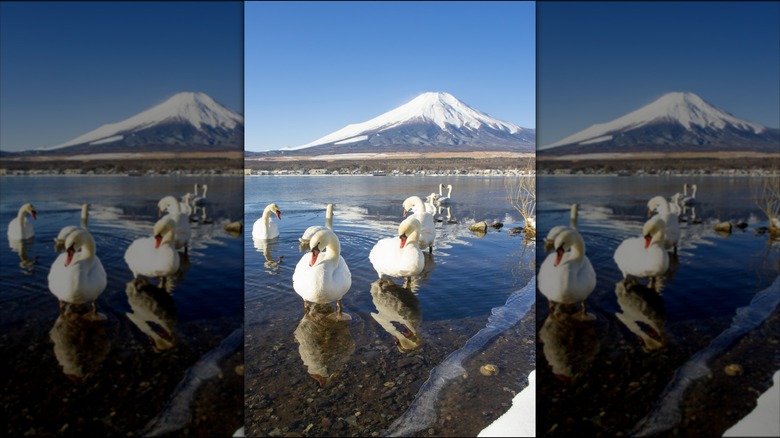 Swans next to Mount Fuji