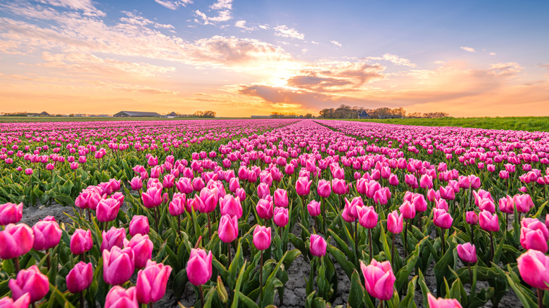 Hot pink tulip fields at sunset, the Netherlands