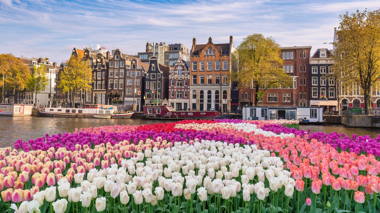 Amsterdam canal and rowhouses near tulip garden, the Netherlands