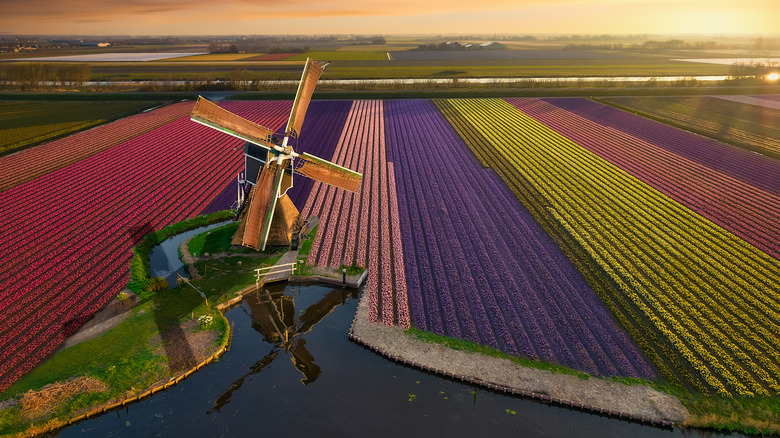 Aerial view of windmill and tulip fields in the Netherlands