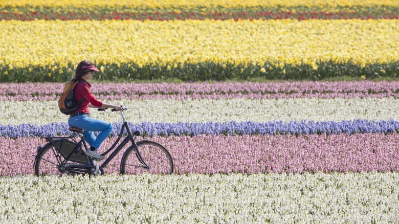 Woman bikes through colorful tulip fields, Netherlands