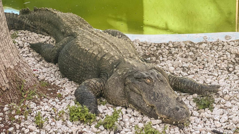 Alligator at The Black Hammock